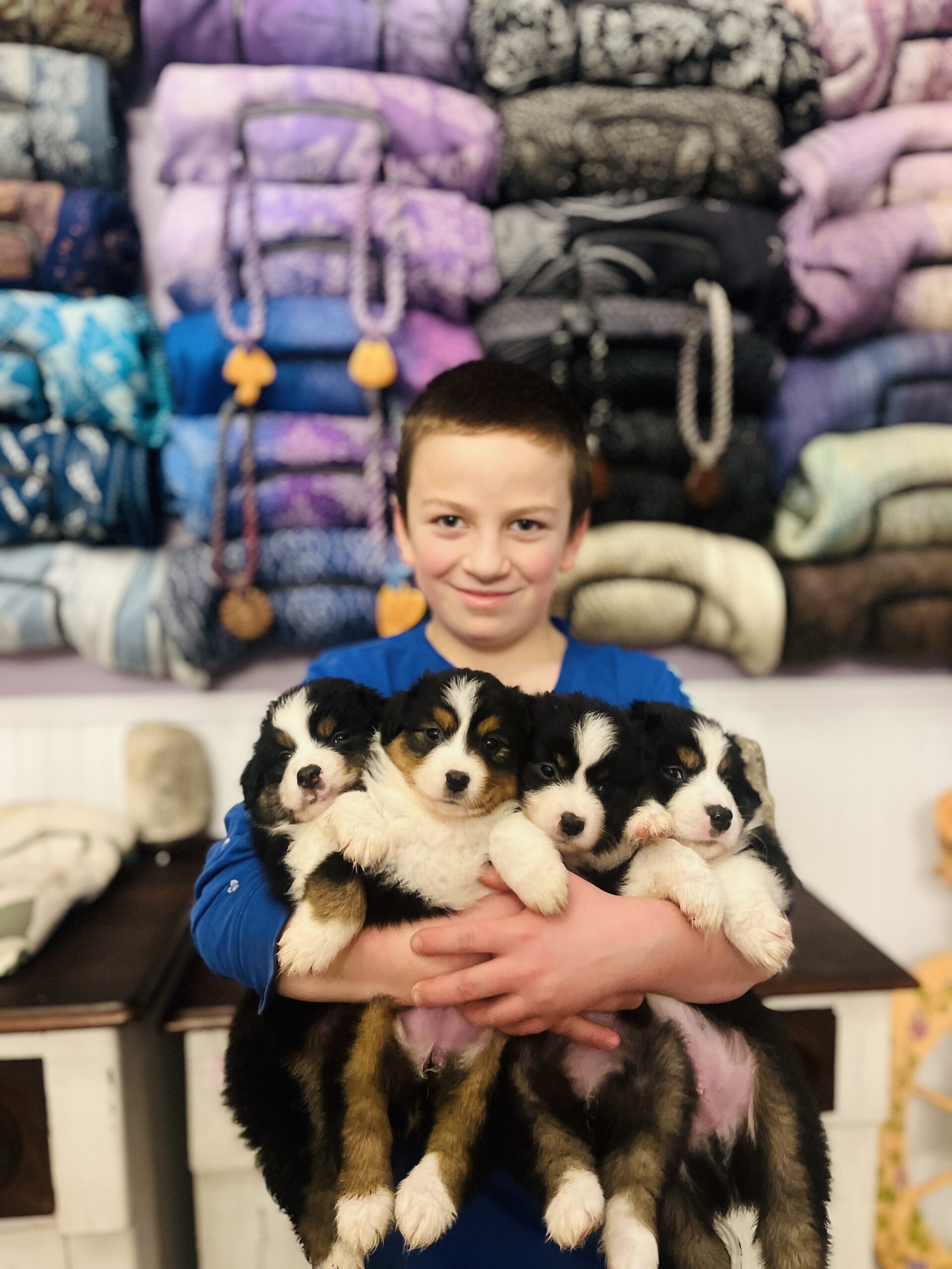 A boy holding four black tri Miniature American Shepherd puppies from a past Shamayim Acres litter