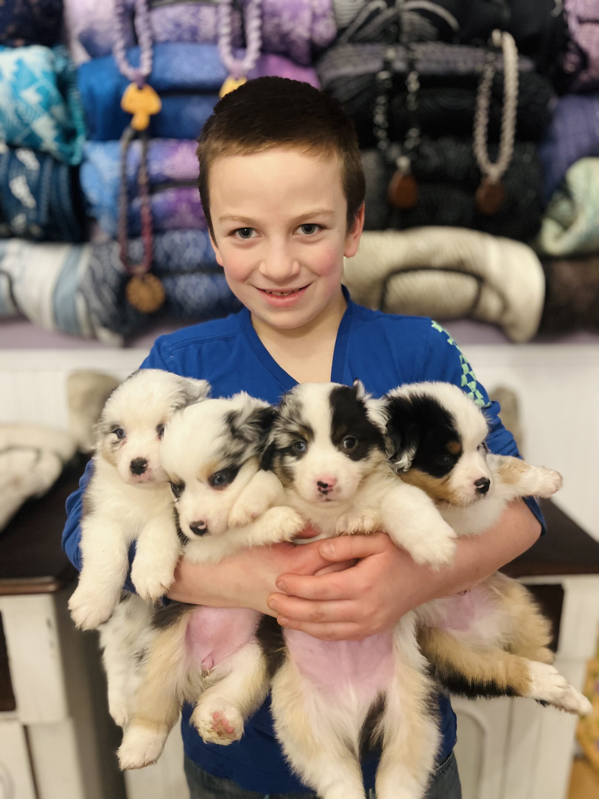 A boy holding four blue merle and black tri Miniature American Shepherd puppies from a past Shamayim Acres litter
