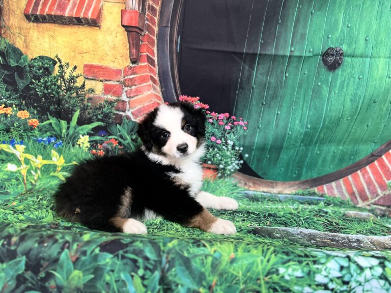 Bilbo Baggins