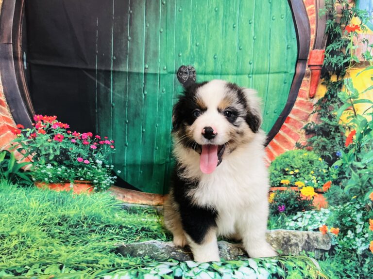 Aragorn