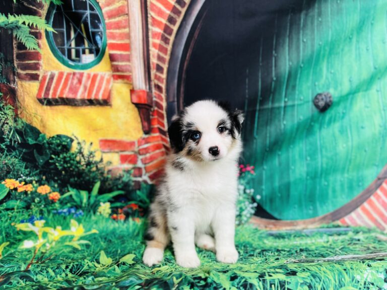 Arwen