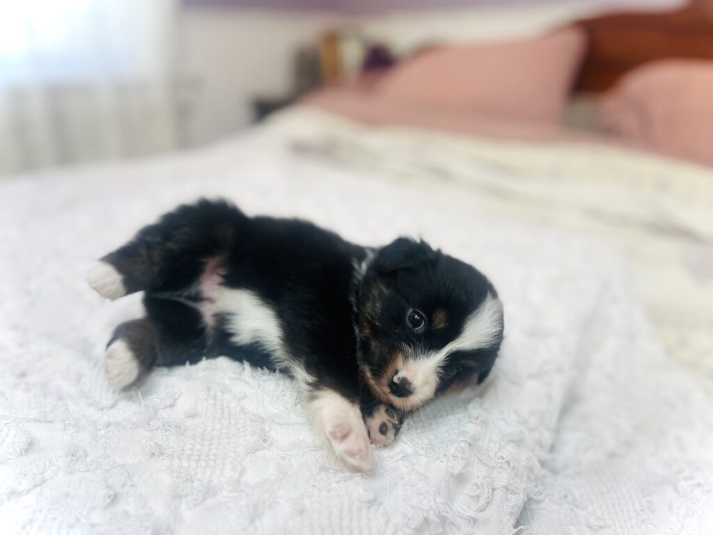 The Fellowship — Shamayim Acres Miniature American Shepherds