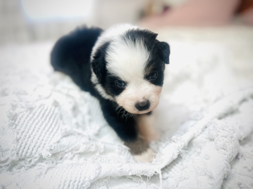 The Fellowship — Shamayim Acres Miniature American Shepherds