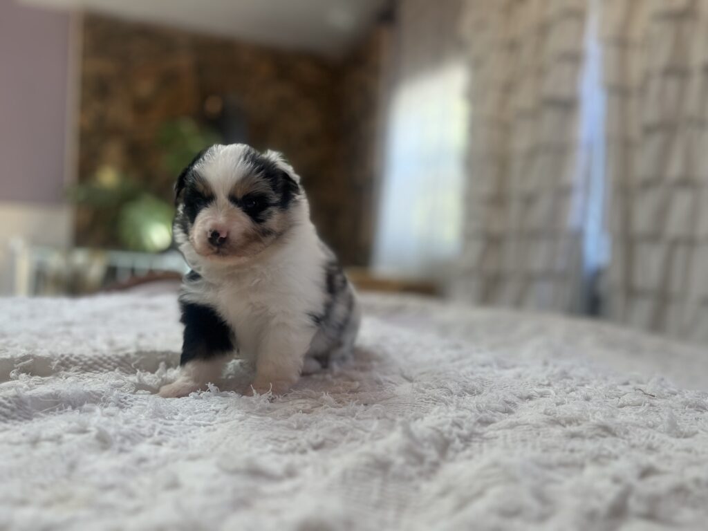 The Fellowship — Shamayim Acres Miniature American Shepherds