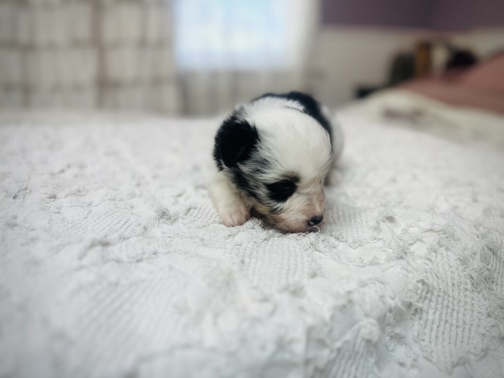 The Fellowship — Shamayim Acres Miniature American Shepherds