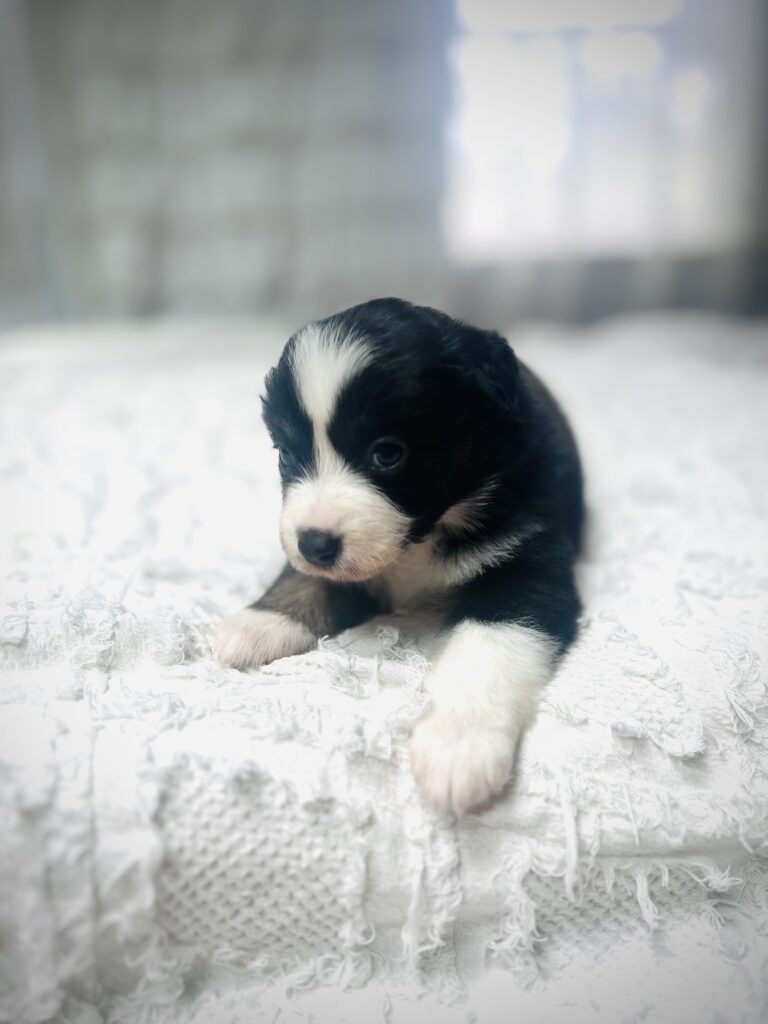 The Fellowship — Shamayim Acres Miniature American Shepherds