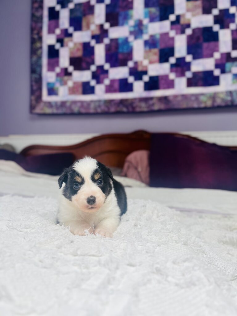 The Fellowship — Shamayim Acres Miniature American Shepherds