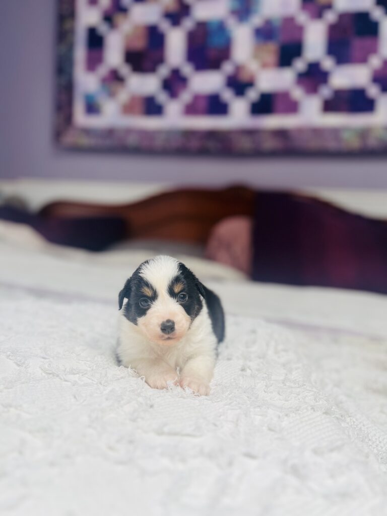 The Fellowship — Shamayim Acres Miniature American Shepherds