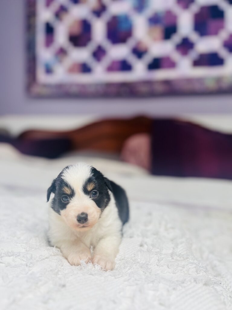 The Fellowship — Shamayim Acres Miniature American Shepherds