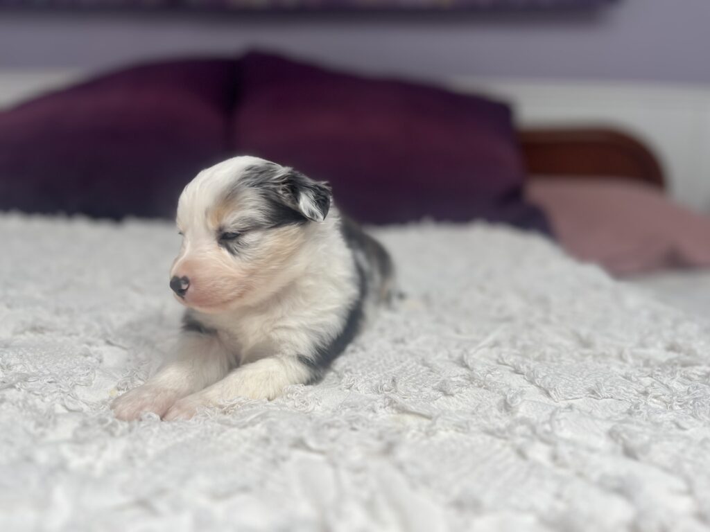 The Fellowship — Shamayim Acres Miniature American Shepherds