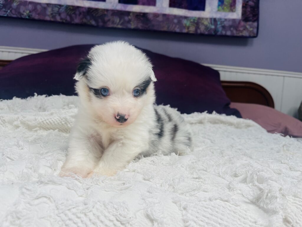 The Fellowship — Shamayim Acres Miniature American Shepherds