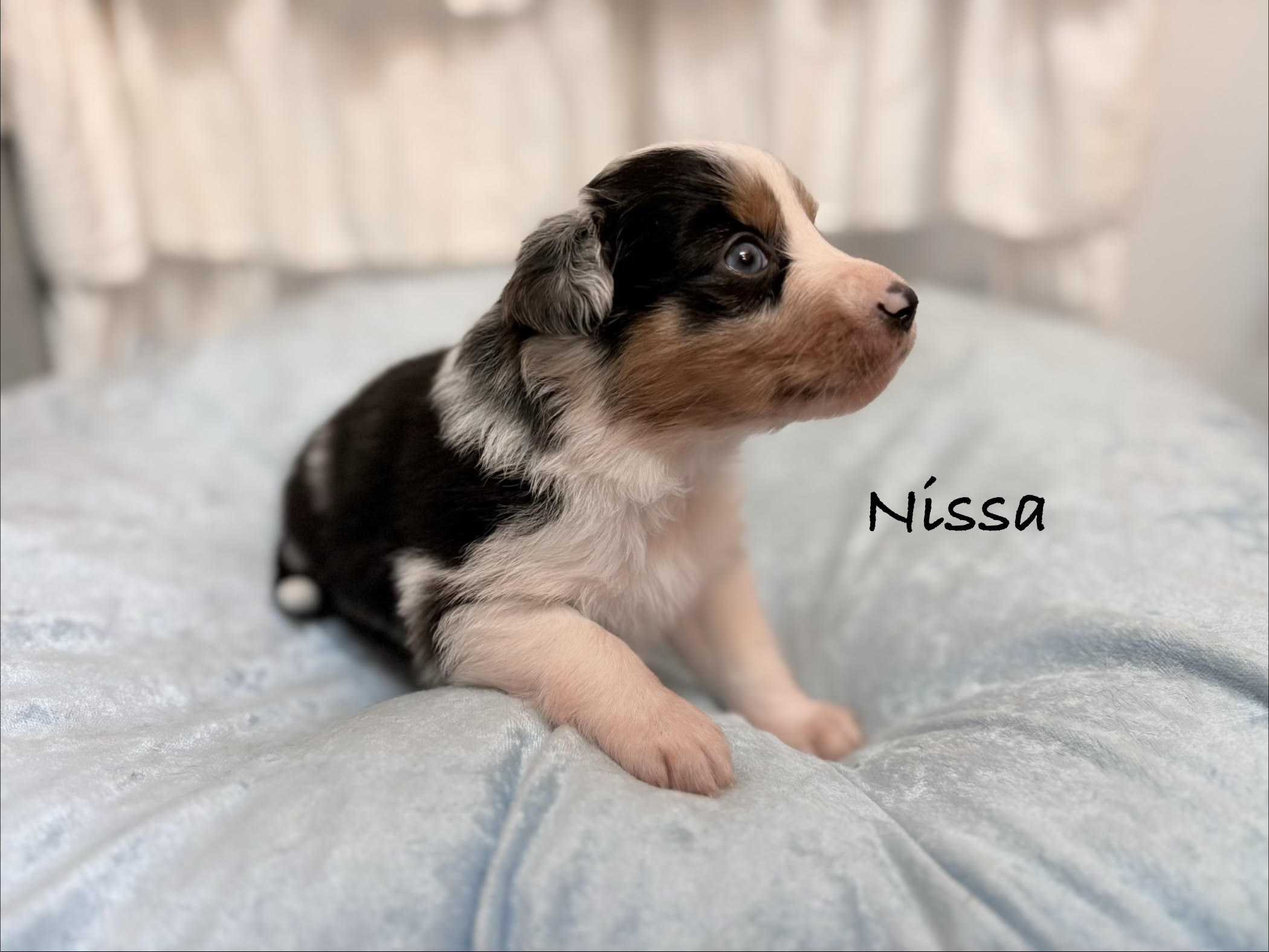 Nissa, a blue merle puppy from the River Litter