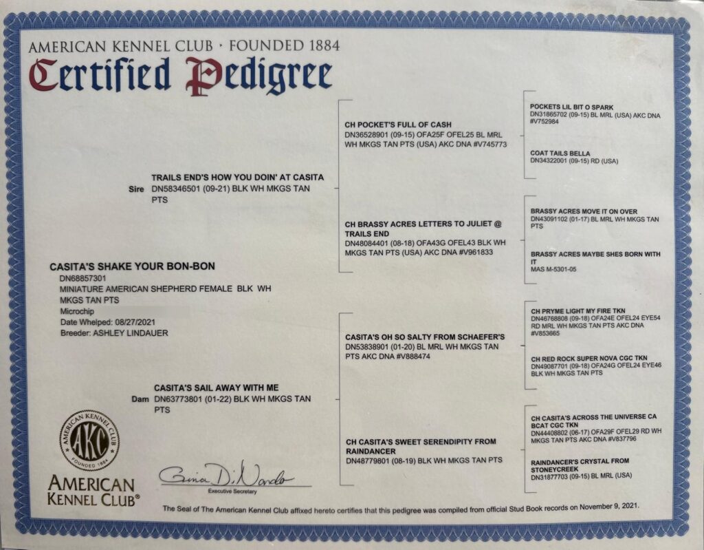 AKC Certified Pedigree for Casita’s Shake Your Bon-Bon