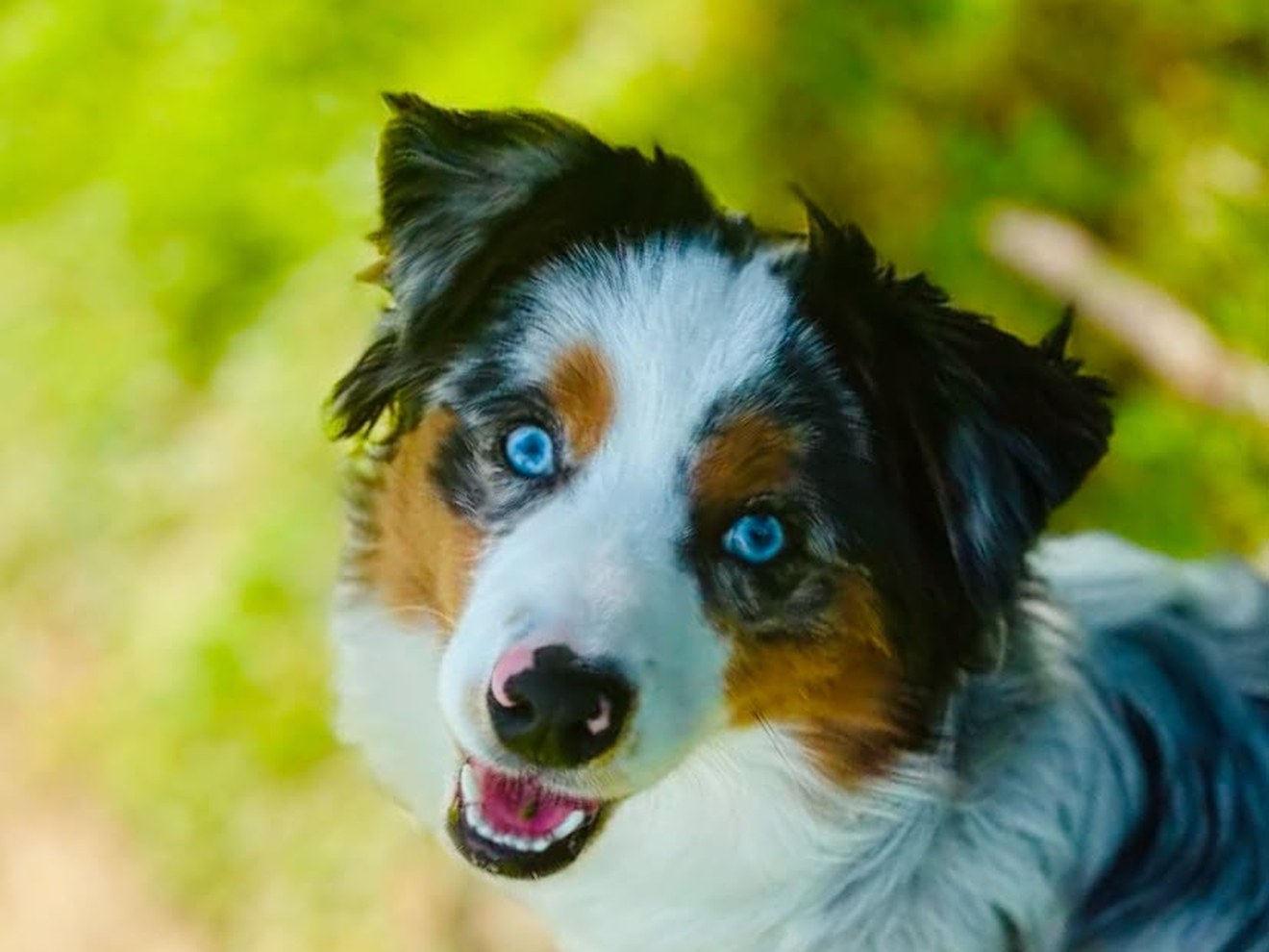 Caspian, a blue merle Miniature American Shepherd with blue eyes