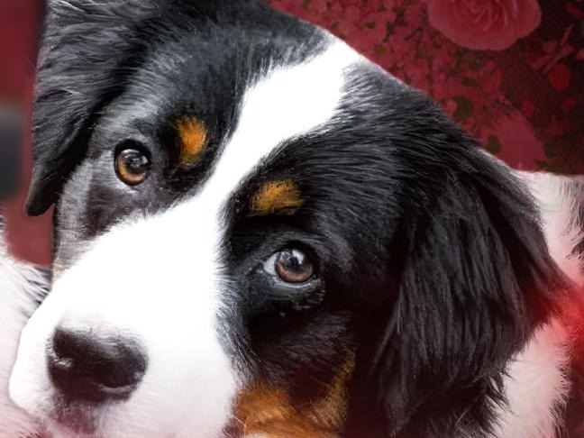 Catalina, a black tri Miniature American Shepherd, head shot