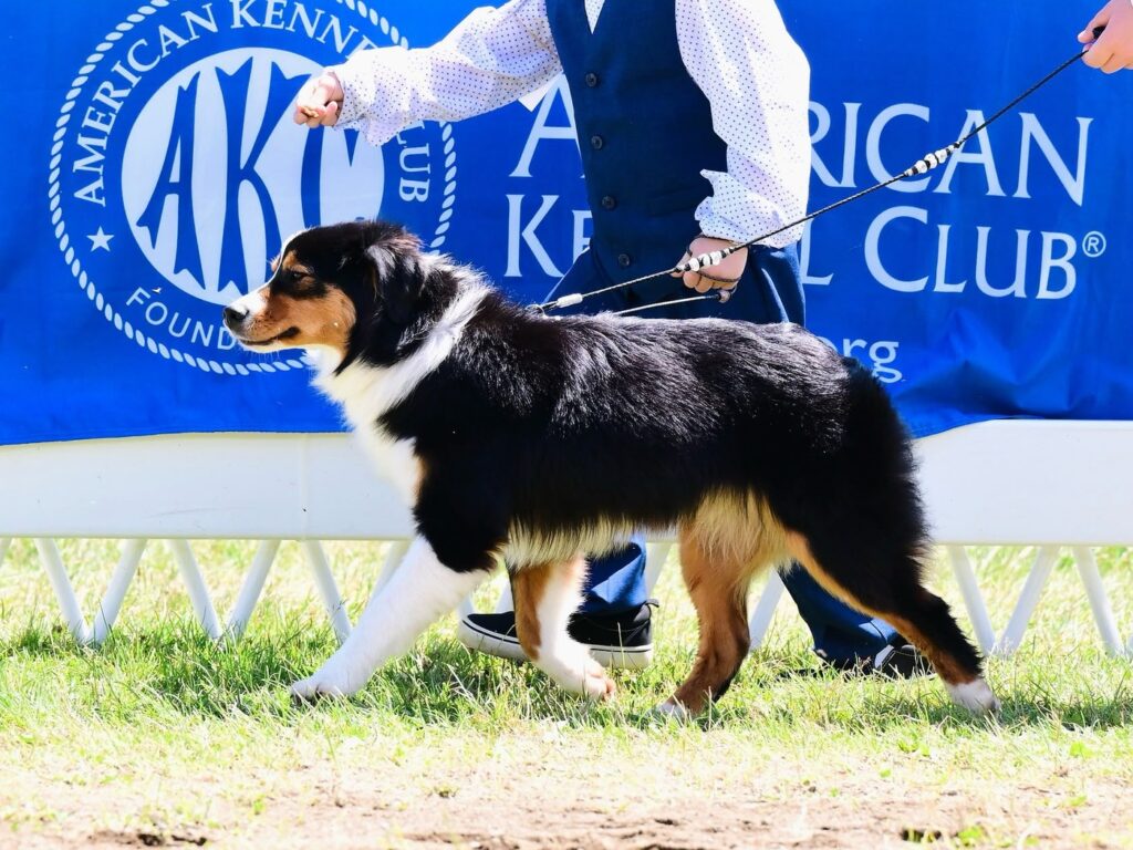 Diamond gaiting in the AKC show ring