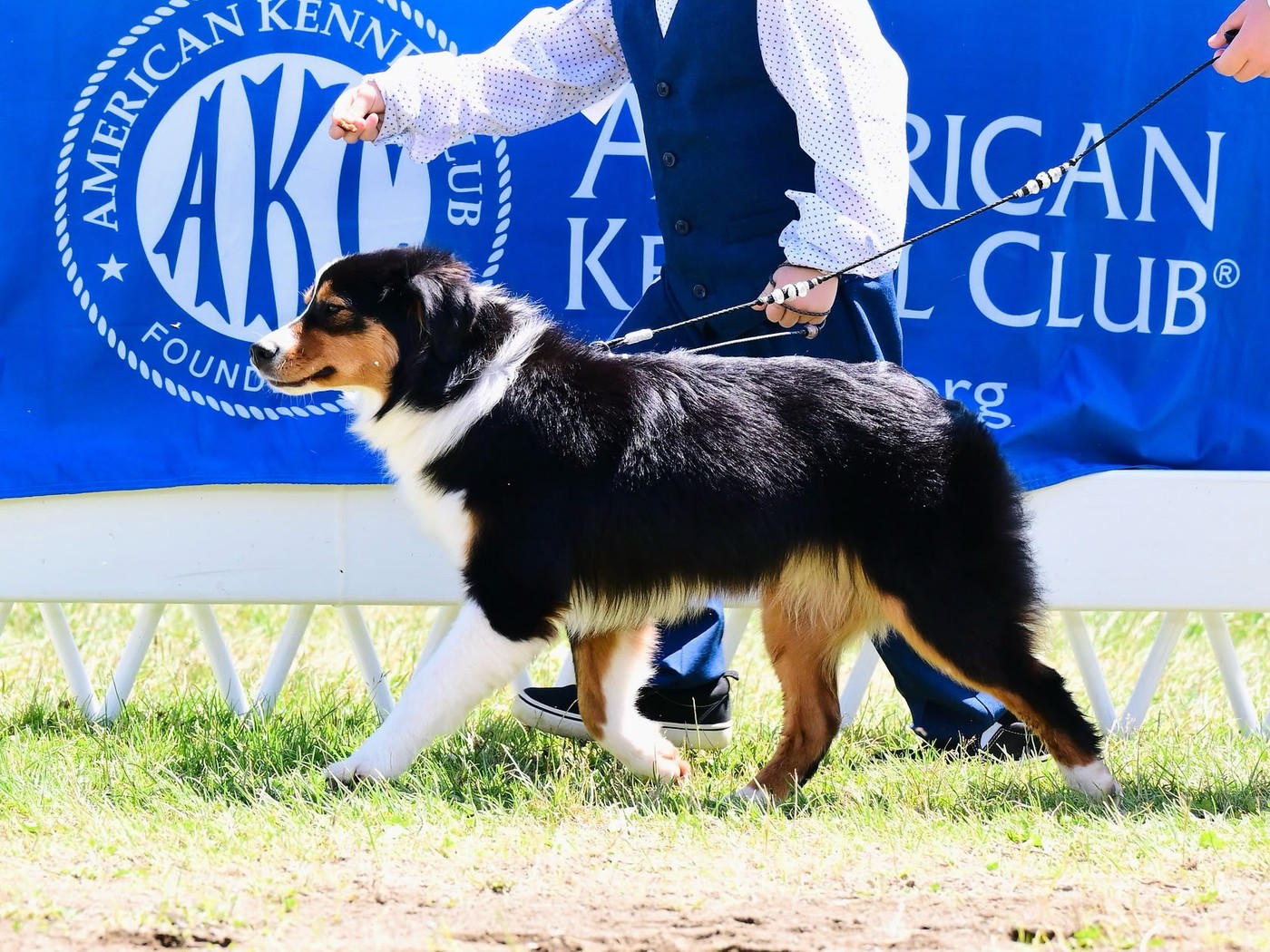 Diamond gaiting in the AKC show ring