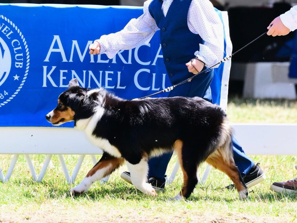 Diamond gaiting in the AKC show ring