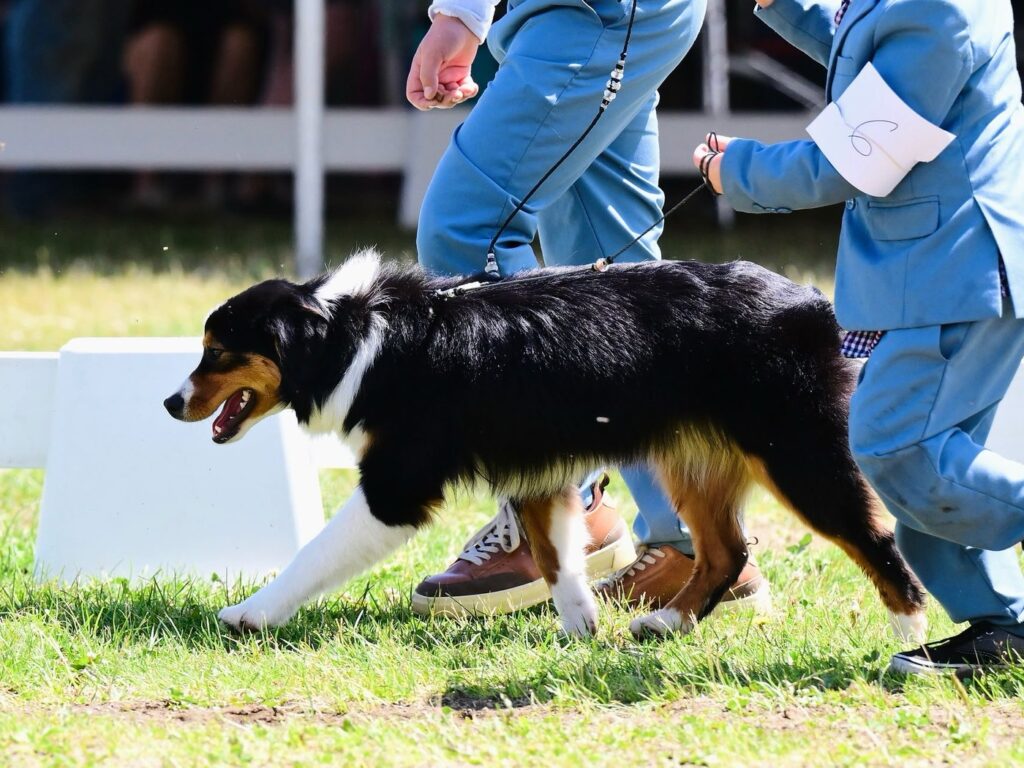 Diamond gaiting in the AKC show ring