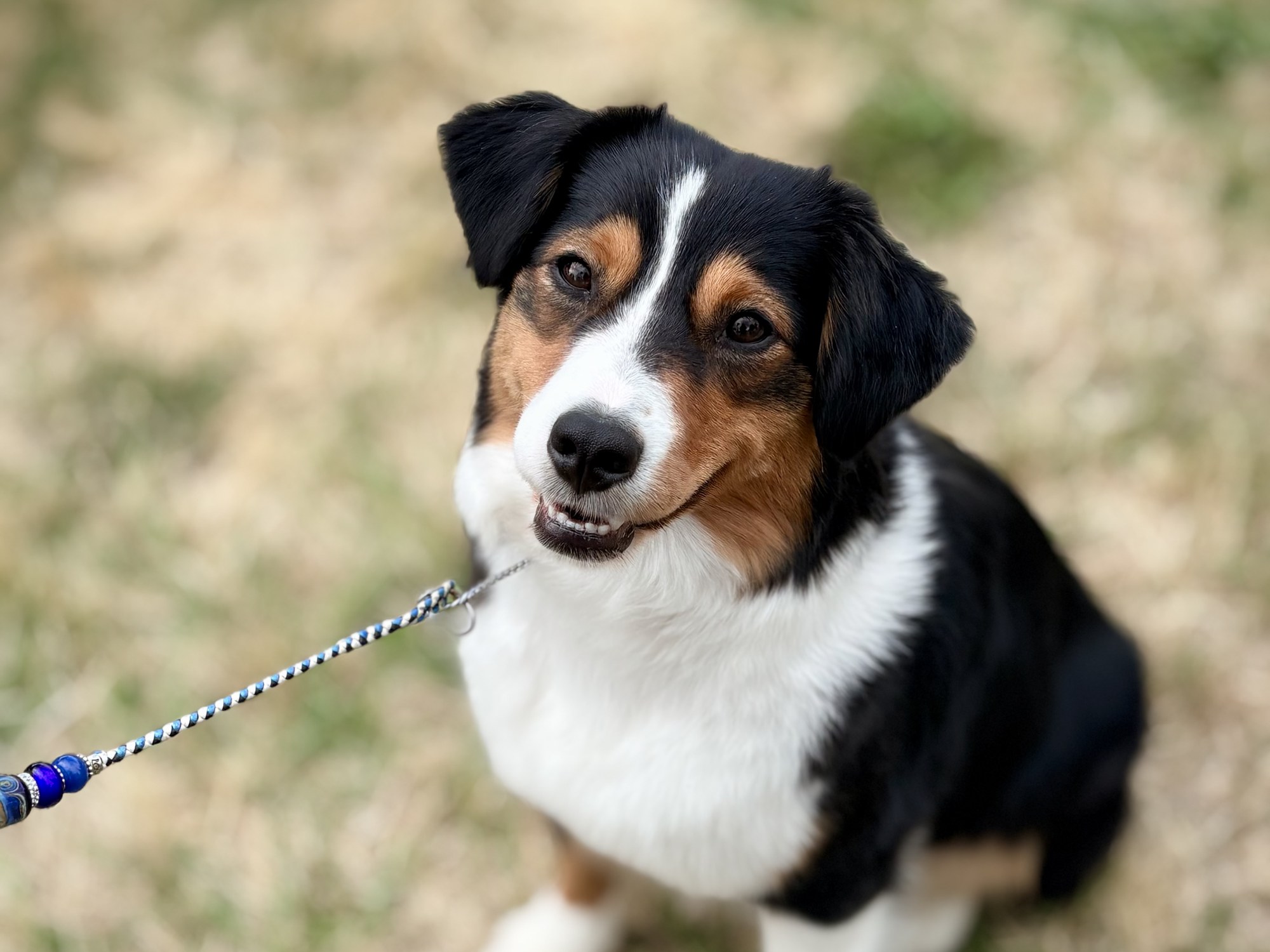 Diamond, a black tri Miniature American Shepherd, smiling up at the camera