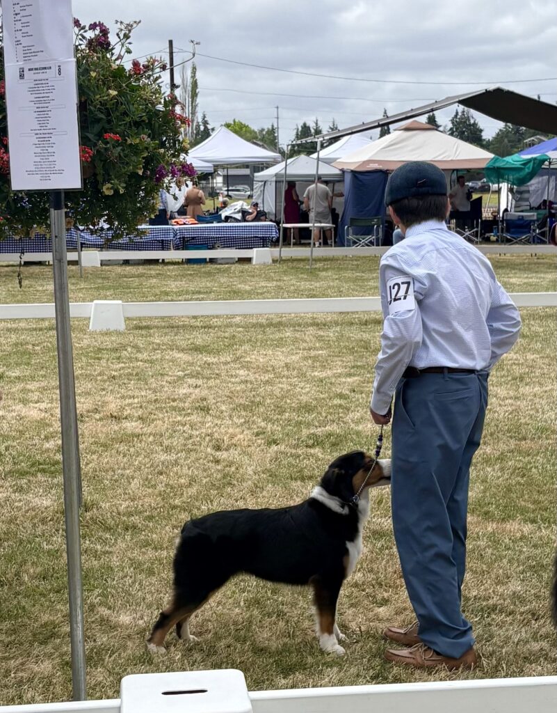 Diamond gaiting in the AKC show ring