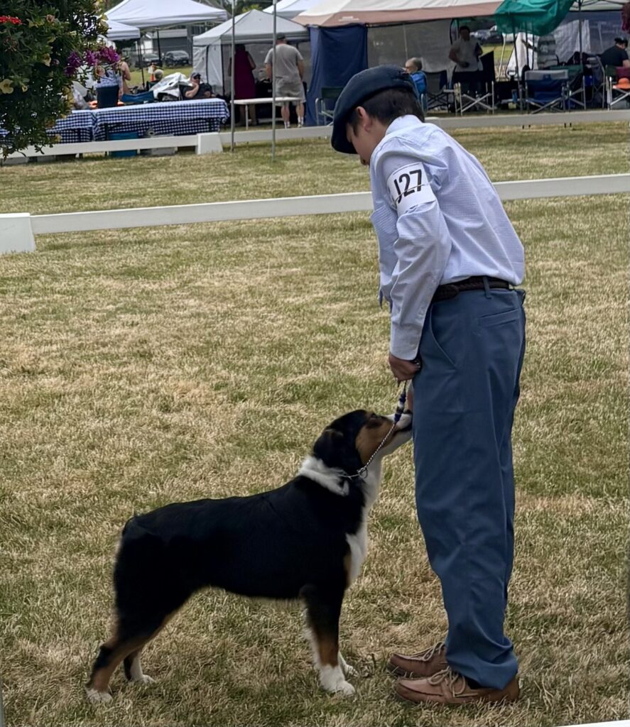 Diamond gaiting in the AKC show ring