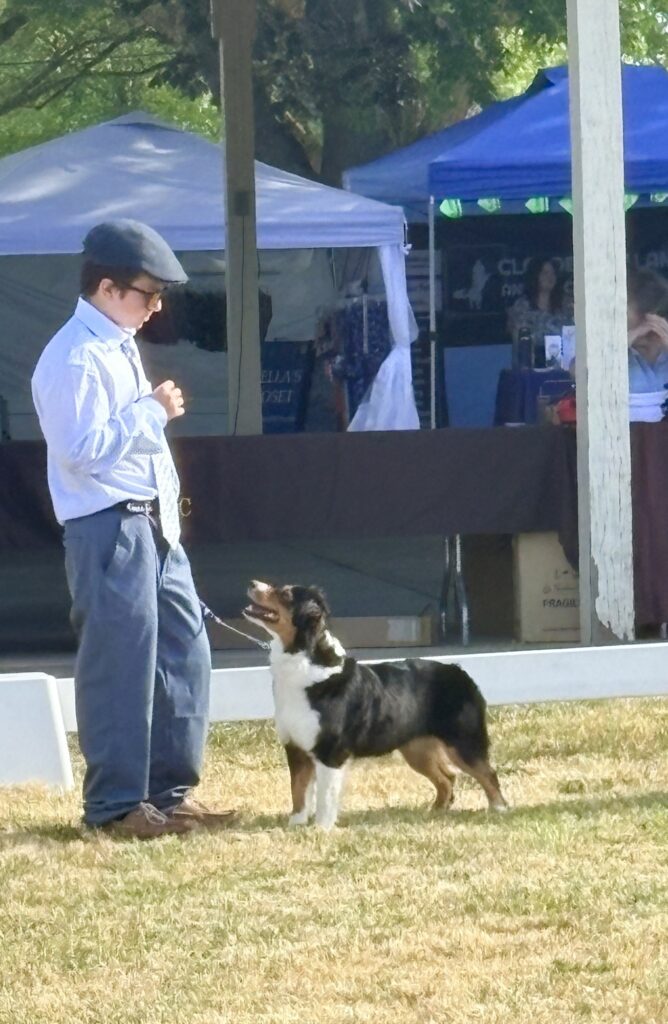 Diamond gaiting in the AKC show ring