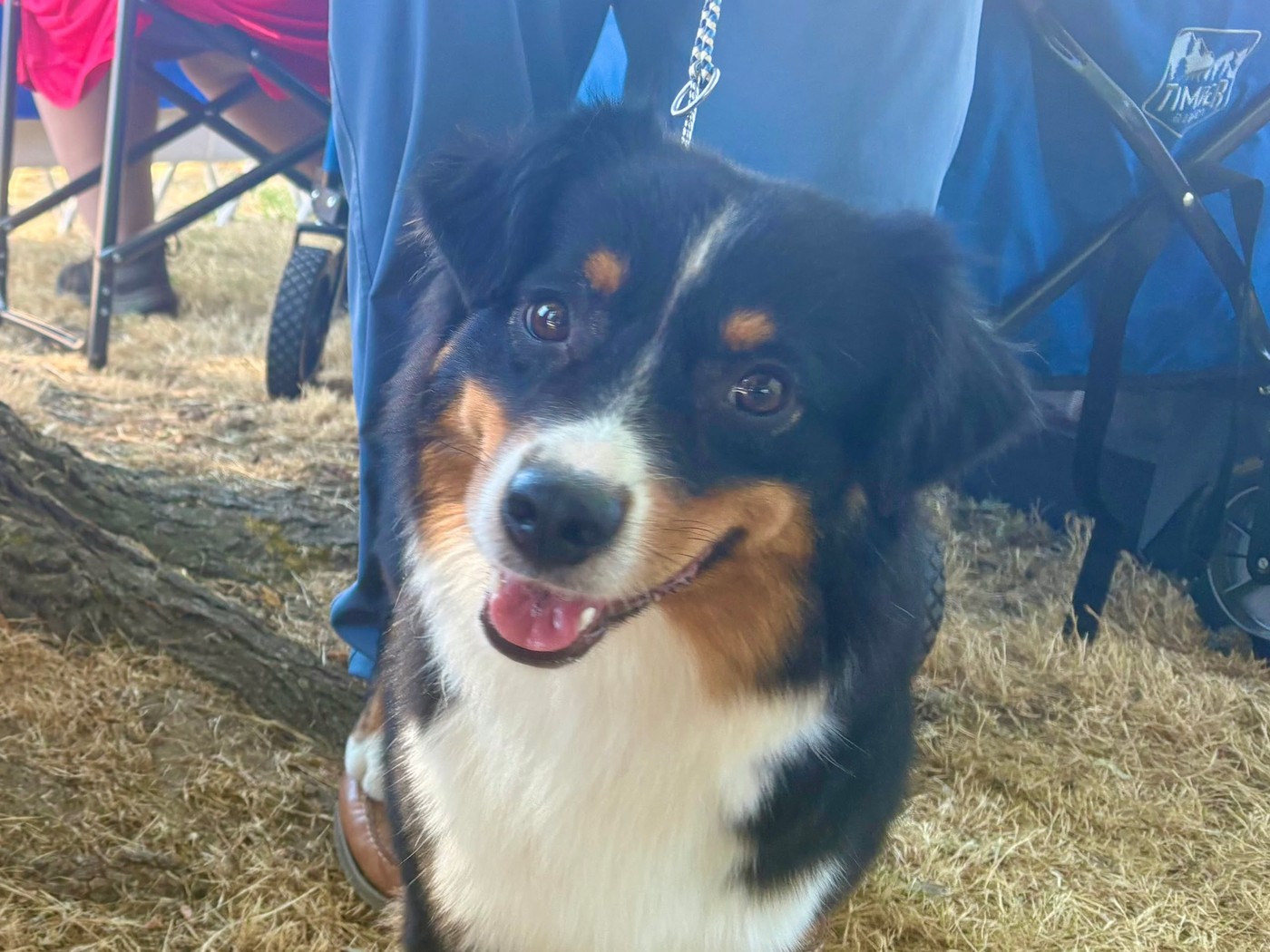 Emerald, a black tri Miniature American Shepherd