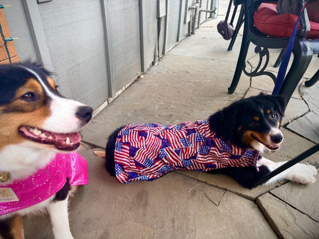 Emerald lying down in her American flag coat, with her sister Diamond in hot pink in the foreground