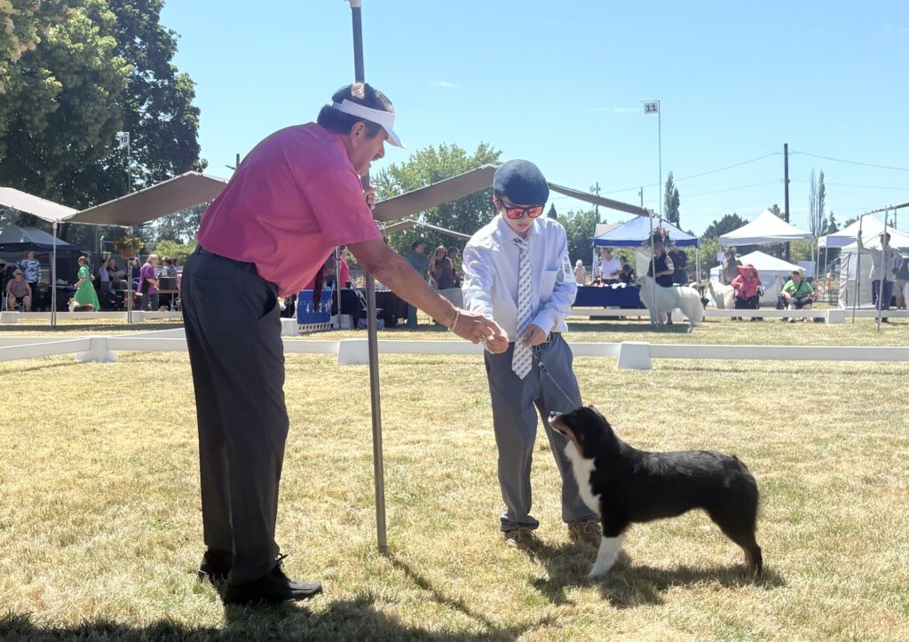 Adrian showing Emerald to the judge in the ring