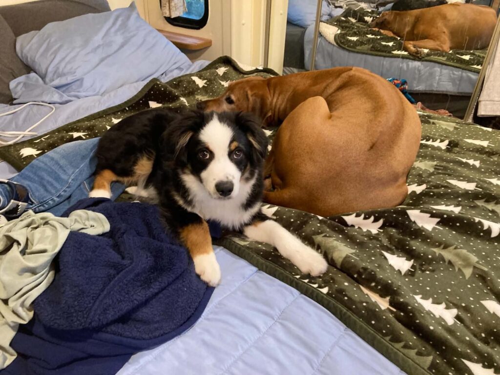 Bilbo as a puppy on the bed, looking up at the camera, with the senior dog curled up behind him