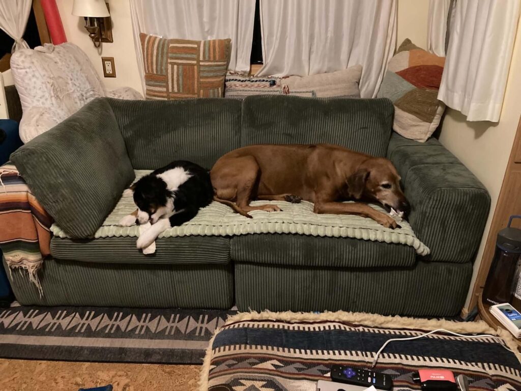 Bilbo curled up asleep on the sofa beside the family’s senior dog