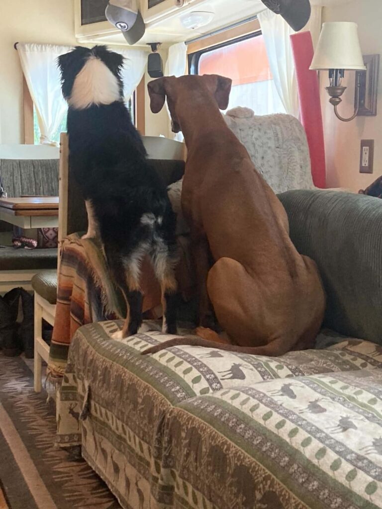 Bilbo and his family’s senior dog side by side on the sofa, watching out the window