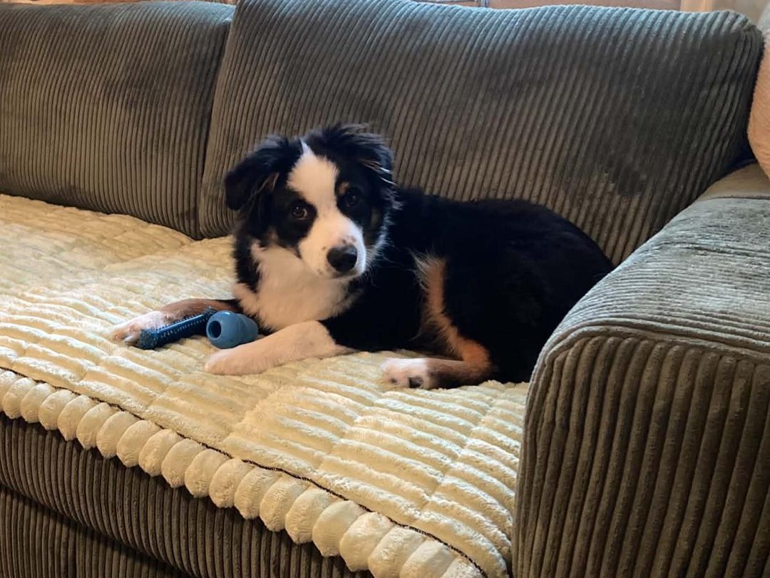 Bilbo, a black tri Miniature American Shepherd puppy, lying on a green sofa with his toy