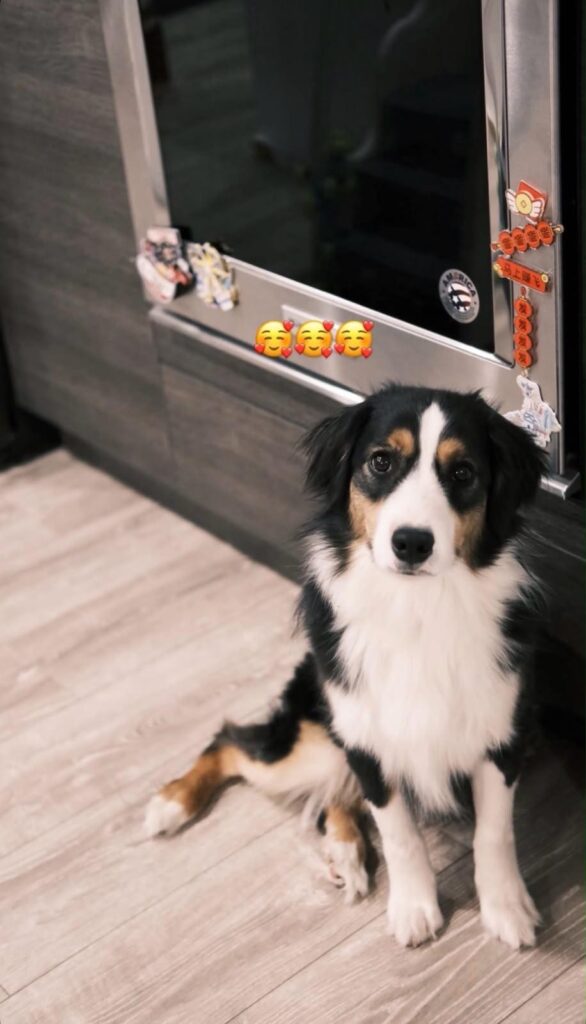 Onyx sitting in the kitchen, looking at the camera