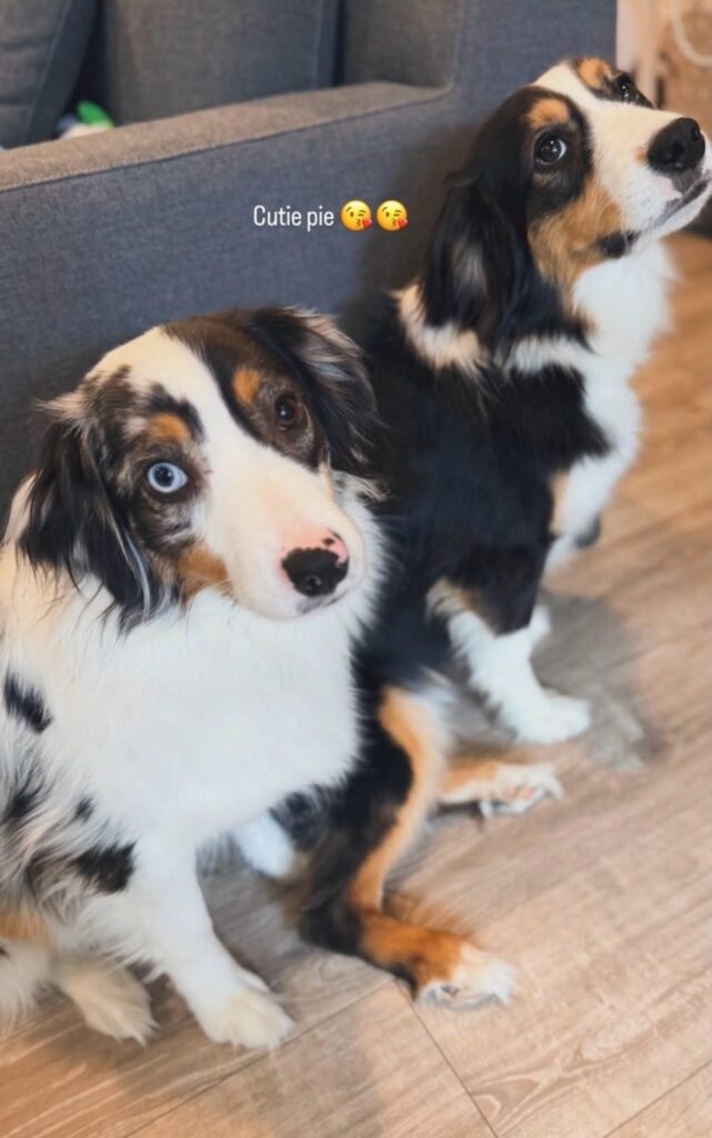 Opal and Onyx sitting side by side indoors, looking up
