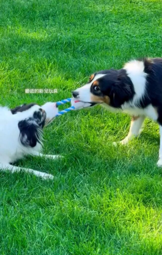 Opal and Onyx playing tug of war, close up