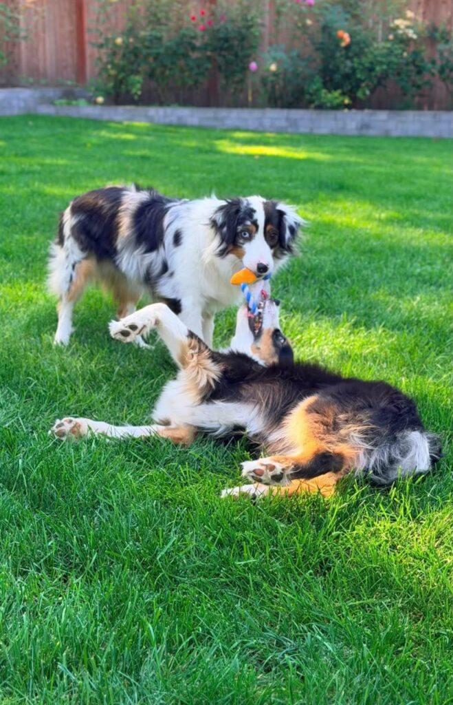 Opal standing over Onyx as they wrestle for a toy on the lawn