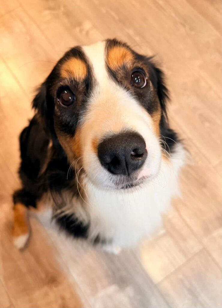 Onyx, a black tri Miniature American Shepherd, looking up at the camera, close up