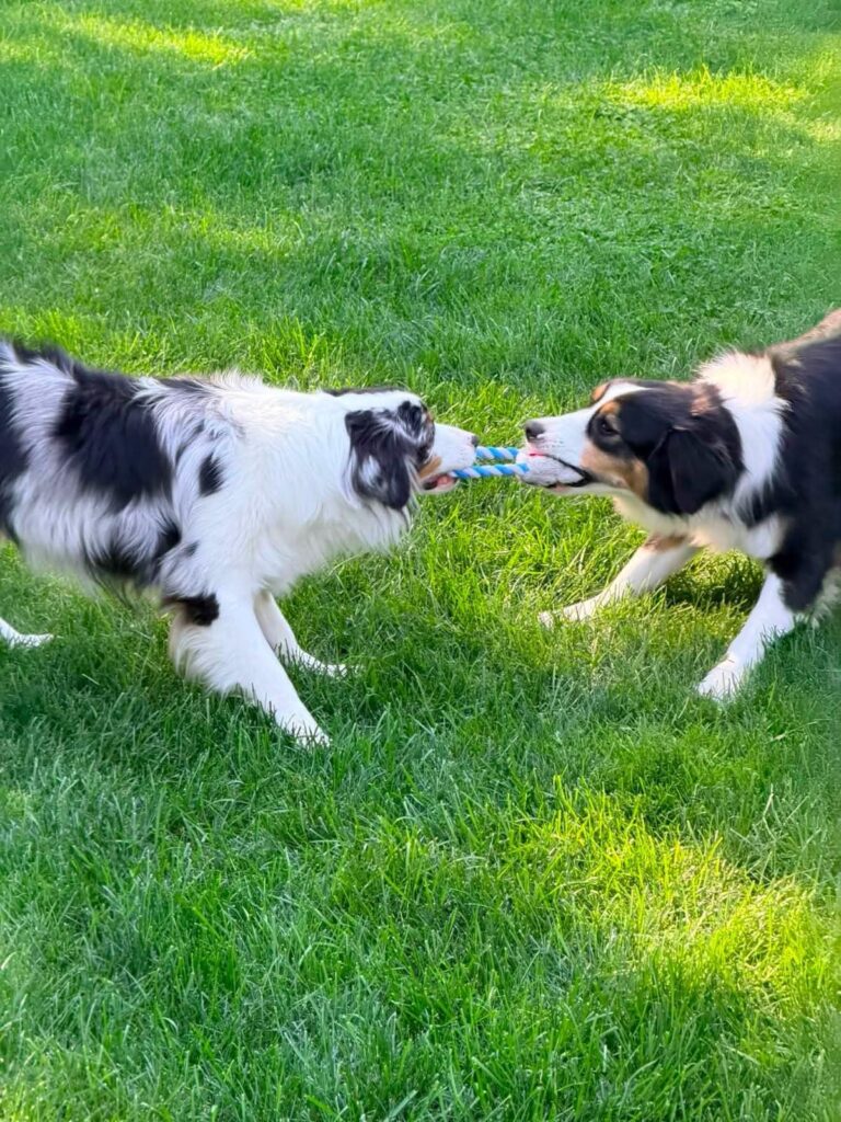 Opal and Onyx playing tug of war with a rope toy on the lawn