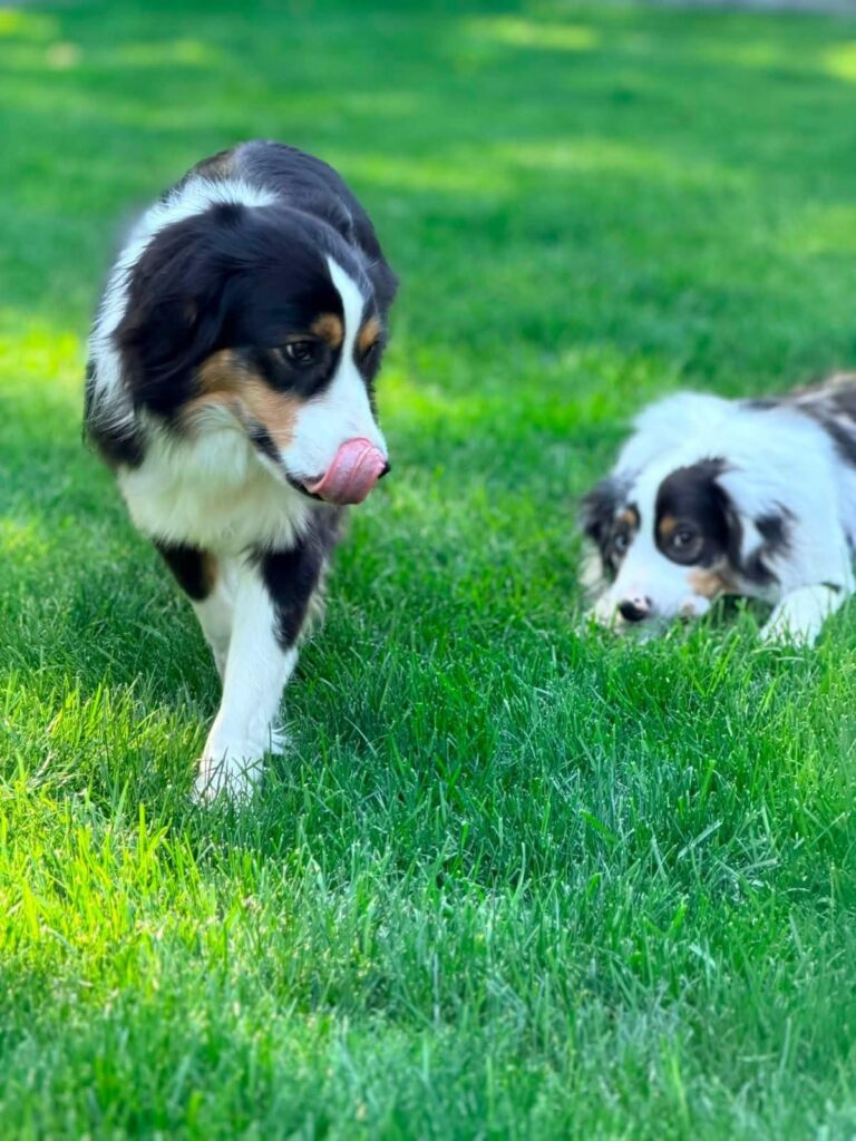 Onyx licking his nose while Opal watches from the grass