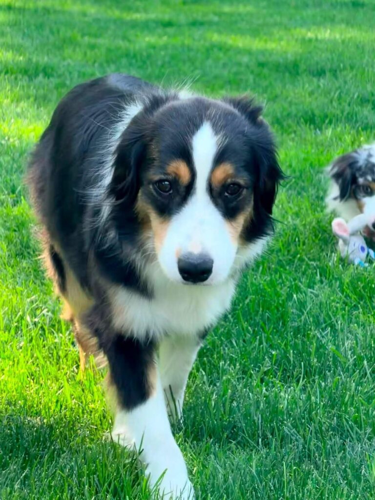 Onyx walking toward the camera across the lawn