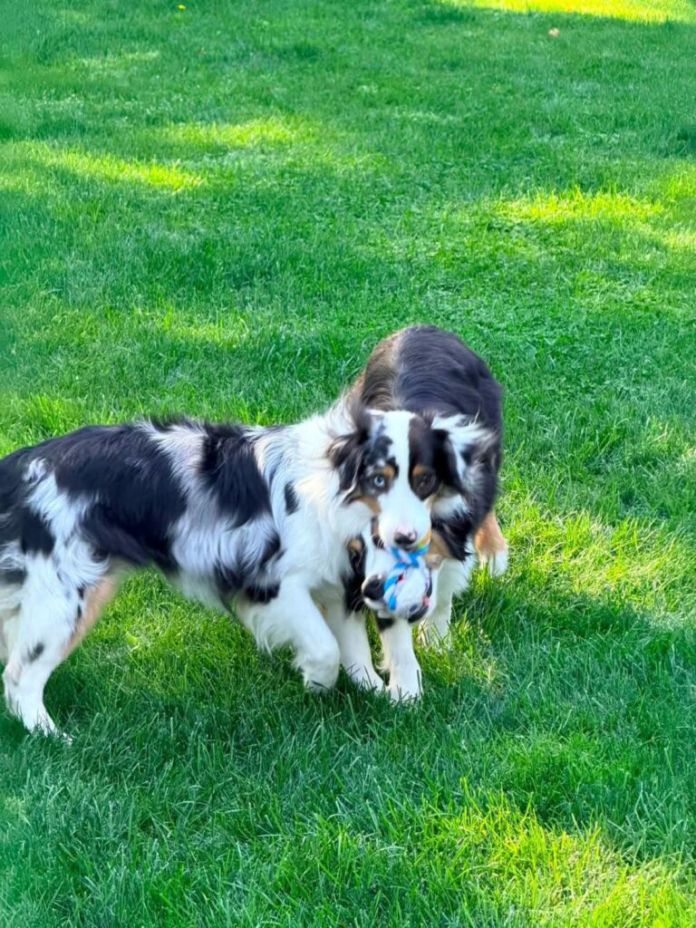 Opal and Onyx carrying the same rope toy together