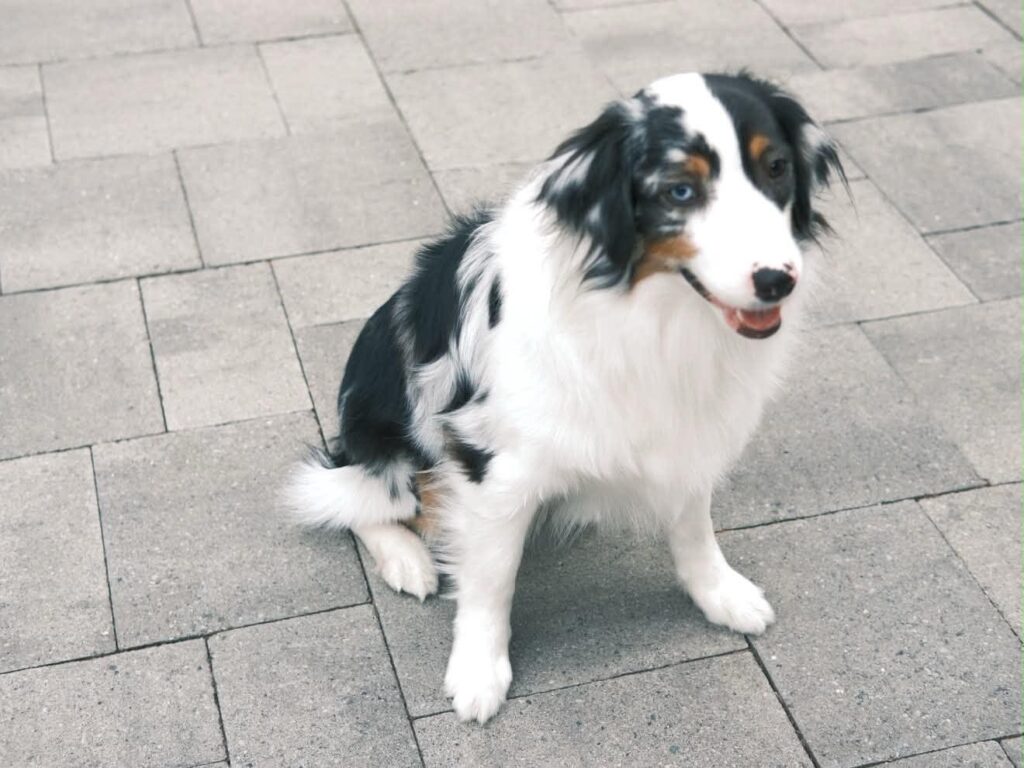 Opal sitting on the patio