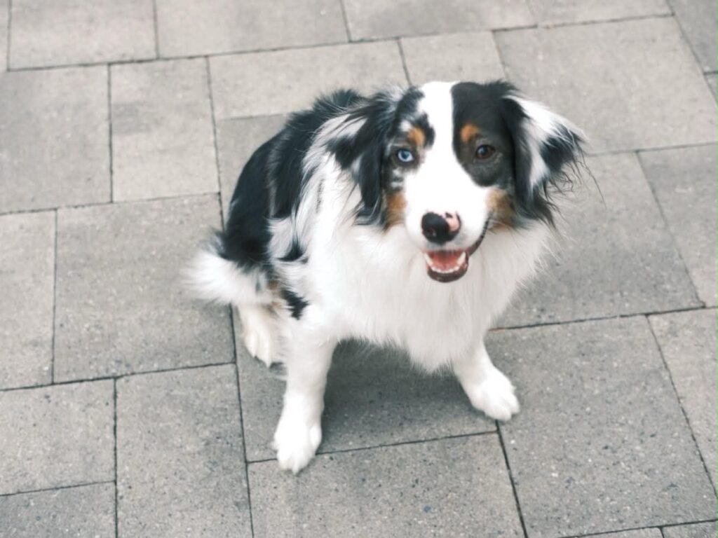 Opal, a blue merle Miniature American Shepherd with one blue eye, smiling up at the camera