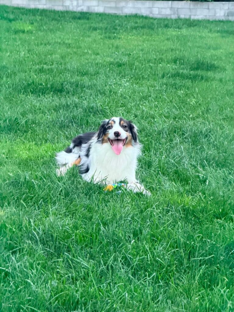 Opal lying in the grass with a big smile