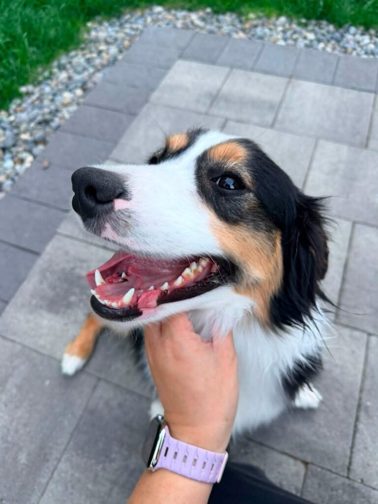 Onyx smiling while getting a chin scratch