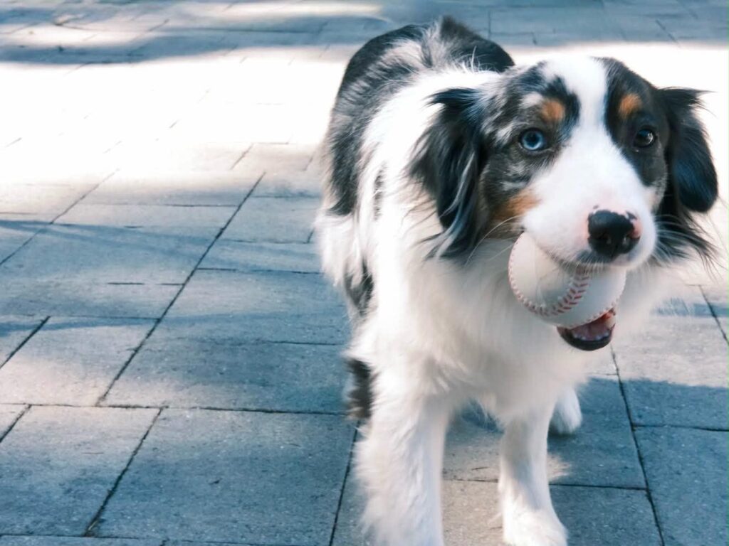 Opal with a baseball in his mouth