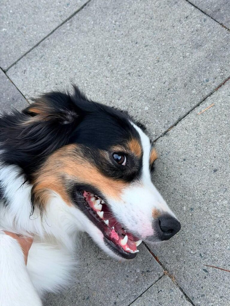 Onyx smiling, close up