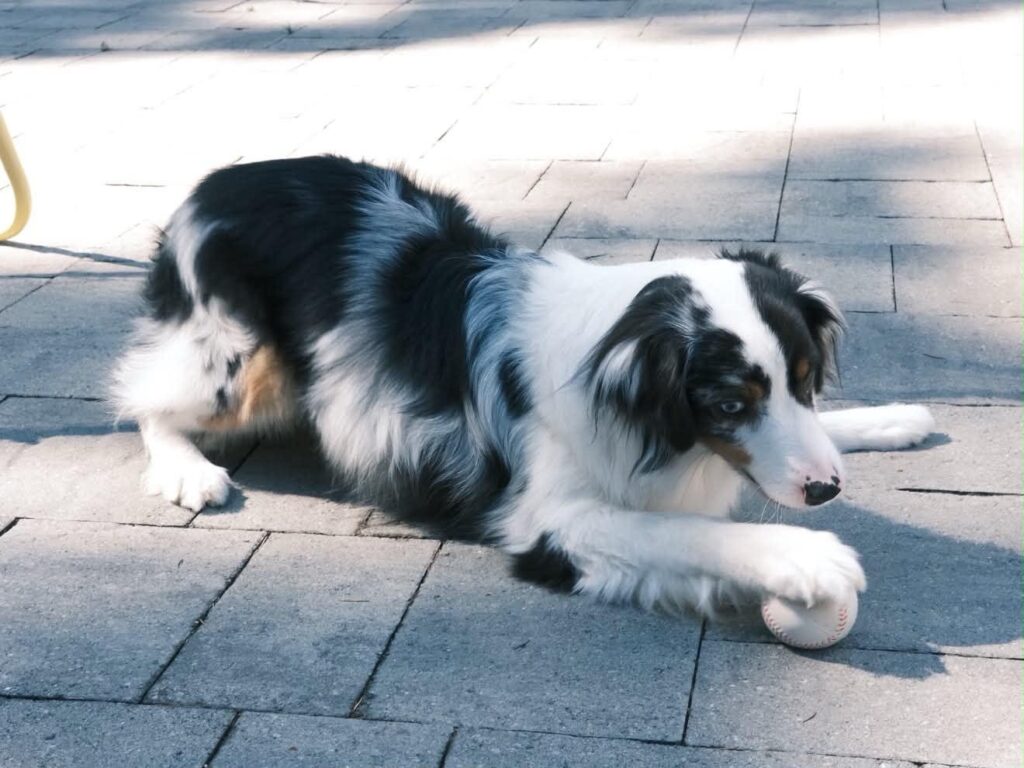Opal lying on the patio with a paw on his baseball
